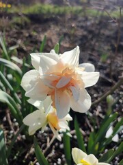 Blossoming flower of the narcissus variety Replete close-up. Beautiful daffodils flower with white and pink petals in an inflorescence on a green stem growing in the ground on a sunny spring day