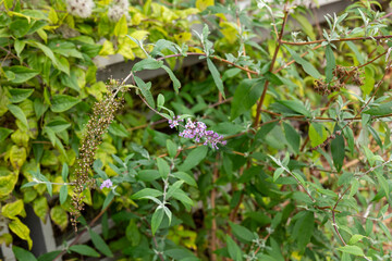 wild flowers in the garden