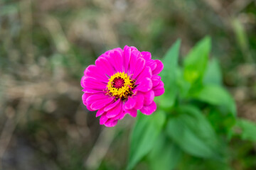 dhalia flower