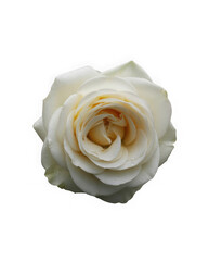  enigmatic black rose with thorns isolated on a transparent background for design layouts