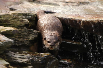 otter in the water