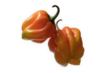 wo orange habanero peppers isolated on transparent a nd white background
