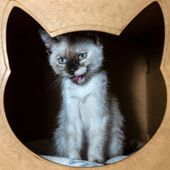 A charming, fluffy kitten with striking blue eyes, an open mouth and seal point markings peeks out from a cozy, homemade cardboard cat house. 