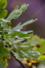 water sitting on leaf in forest after heavy rain