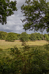 Fototapeta premium three tree's in field with forest in the back