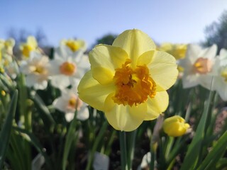 Blooming flower of the narcissus variety Modern Art close-up. Blooming daffodil flower with yellow orange petals in inflorescence on green stem with leaves growing in ground on sunny spring morning