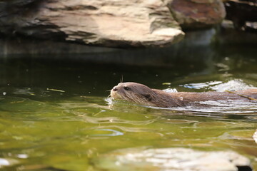 A otter head in the water