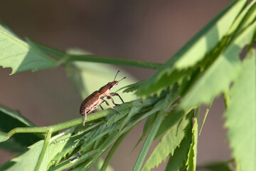 The snout beetle Charagmus gressorius