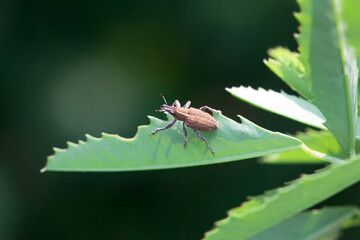 The snout beetle Charagmus gressorius