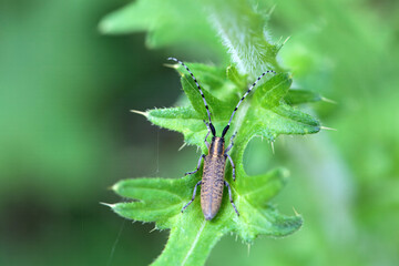 Golden-bloomed grey longhorn beetle, Agapanthia villosoviridescens