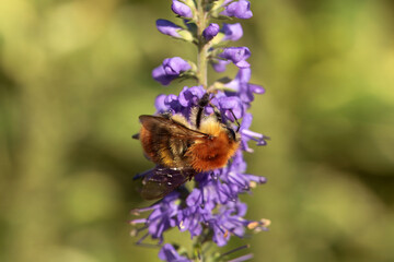 Brown-banded carder bee, Bombus humilis