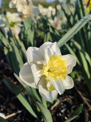 Beautiful blooming narcissus flower close up. Blooming daffodil flower with white and yellow petals with green leaves growing in black soil on a sunny spring day. Selection and breeding of flowers.