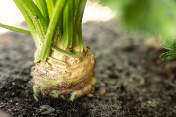 Korzeń selera w ziemi Seler / Celery root in soil © mydayphoto