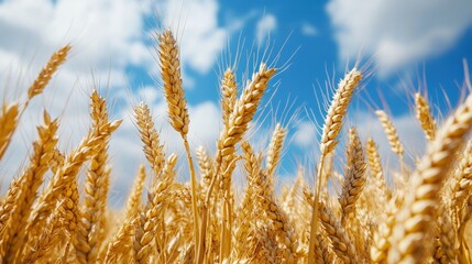 Fototapeta premium Golden wheat field against a vibrant blue sky.