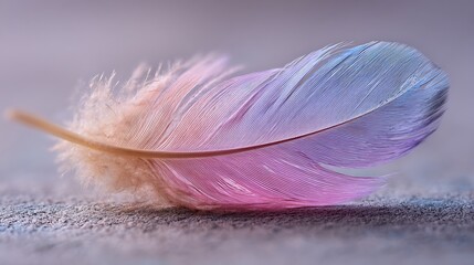 Soft feather in pastel colors.