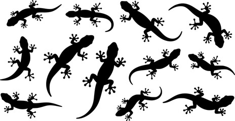 Gecko lizard silhouette