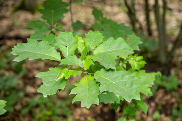 Liście dębu w lesie Dąb / Oak leaves in the forest © mydayphoto