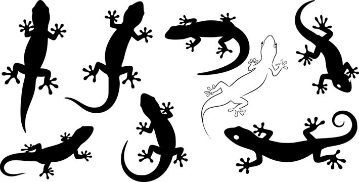 Gecko lizard silhouette