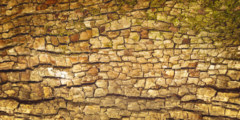 Light brown bark texture with moss