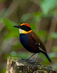 A vibrant, colorful bird perches on a mossy tree stump, showcasing intricate plumage in shades of yellow, red, blue, and brown.