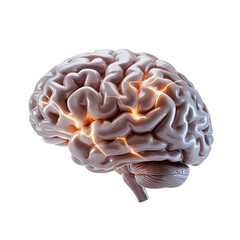3D Human brain isolated on white background