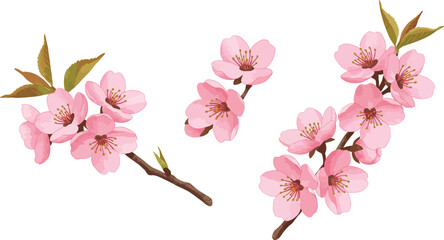 Delicate pink cherry blossom branches with leaves on transparent background