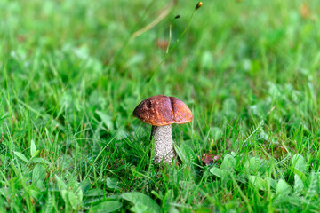 A close-up of a beautiful birch bolete mushroom in green grass.