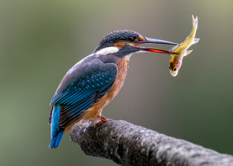 Zimorodek (Alcedo atthis) szmaragd wśród ptaków  © Rafa