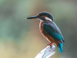 Zimorodek (Alcedo atthis) szmaragd wśród ptaków  © Rafa