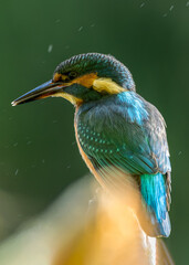 Zimorodek (Alcedo atthis) szmaragd wśród ptaków  © Rafa