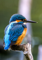 Zimorodek (Alcedo atthis) szmaragd wśród ptaków  © Rafa