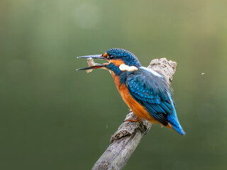 Zimorodek (Alcedo atthis) szmaragd wśród ptaków  © Rafa