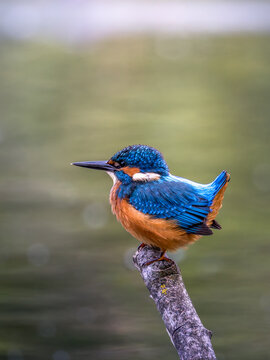 Zimorodek (Alcedo atthis) szmaragd wśr&oacute;d ptak&oacute;w 