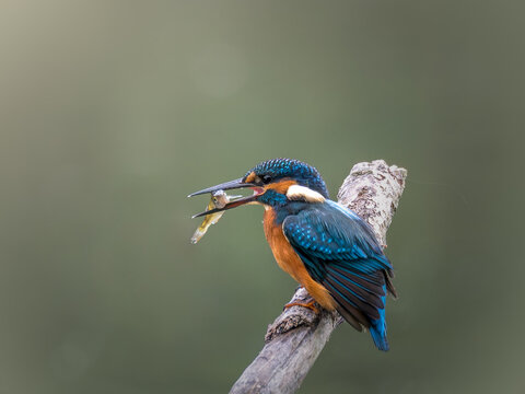 Zimorodek (Alcedo atthis) szmaragd wśr&oacute;d ptak&oacute;w 