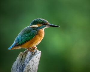 Zimorodek (Alcedo atthis) szmaragd wśród ptaków  © Rafa