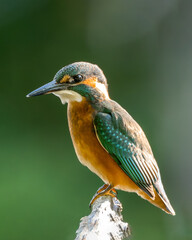 Zimorodek (Alcedo atthis) szmaragd wśród ptaków  © Rafa