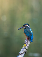 Zimorodek (Alcedo atthis) szmaragd wśród ptaków  © Rafa