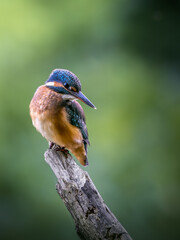 Zimorodek (Alcedo atthis) szmaragd wśród ptaków  © Rafa