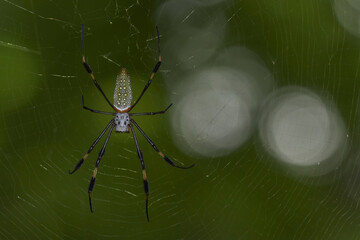 Close-Up of Golden Orb-Weaver Spider on Its Web in a Forest