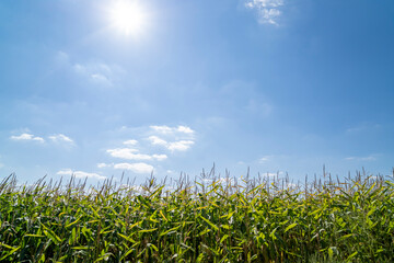 Green field with plants under clear sky at sunset. Agricultural landscape and farming concept. Horizon line with copy space for design, poster, banner, wallpaper