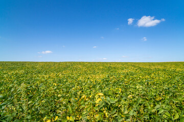 Green field with plants under clear sky at sunset. Agricultural landscape and farming concept. Horizon line with copy space for design, poster, banner, wallpaper