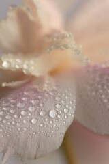 Smoke close-up selective soft focus Flower bud petal with water Drop. Natural blur cream beige, pink pastel background.