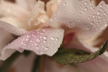 Smoke close-up selective soft focus Flower bud petal, leaf with water drop. Natural blur cream beige, pink pastel background.