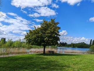 Fototapeta premium Lonely tree with picnic bench near lake under blue sky
