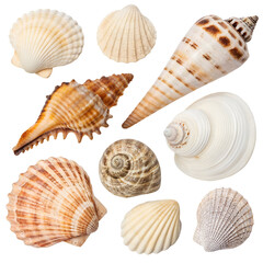 Obraz premium Assortment of Various Seashells with Different Shapes and Patterns on Black Background Keywords: seashells, shells