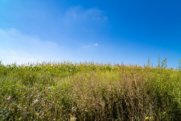 Green field with plants under clear sky at sunset. Agricultural landscape and farming concept. Horizon line with copy space for design, poster, banner, wallpaper