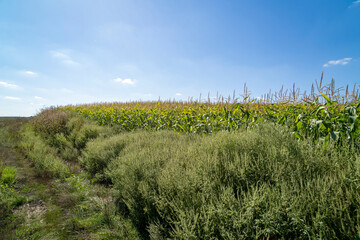 Green field with plants under clear sky at sunset. Agricultural landscape and farming concept. Horizon line with copy space for design, poster, banner, wallpaper