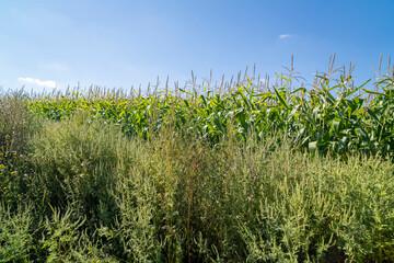 Green field with plants under clear sky at sunset. Agricultural landscape and farming concept. Horizon line with copy space for design, poster, banner, wallpaper
