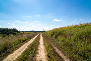 Dirt country road between cornfield and forest under blue sky. Rural landscape photography. Agriculture and countryside concept. Design for poster, wallpaper, banner, postcard. Perspective view
