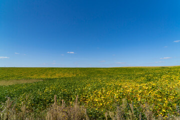 Green field with plants under clear sky at sunset. Agricultural landscape and farming concept. Horizon line with copy space for design, poster, banner, wallpaper